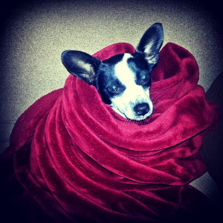 Illustration de l'article : 20 chiens qui ne quitteraient leurs nids chauds et douillets pour rien au monde