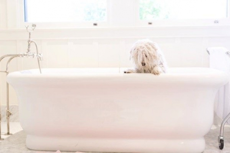 Illustration de l'article : Les 12 animaux stars du Web