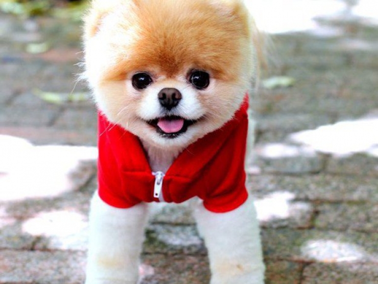 Illustration de l'article : Les 12 animaux stars du Web