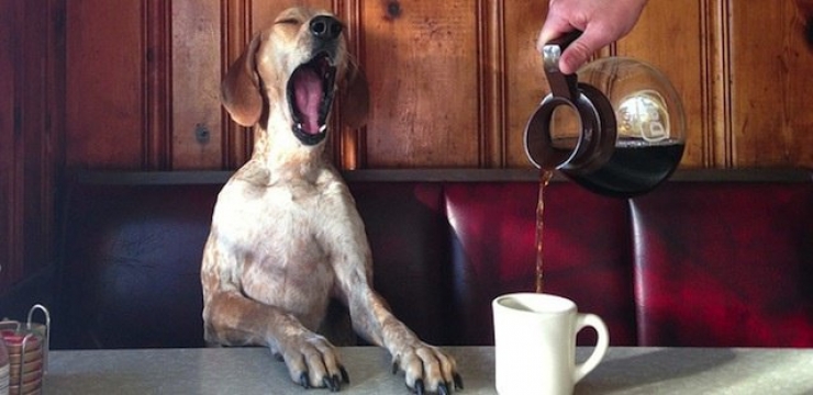 Illustration de l'article : Les 12 animaux stars du Web