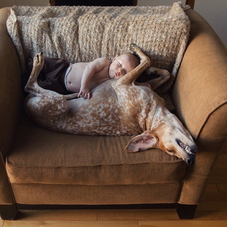 Illustration de l'article : Les 12 animaux stars du Web