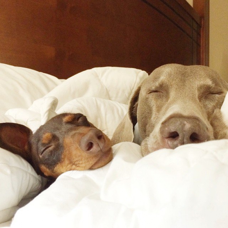 Illustration de l'article : Les 12 animaux stars du Web