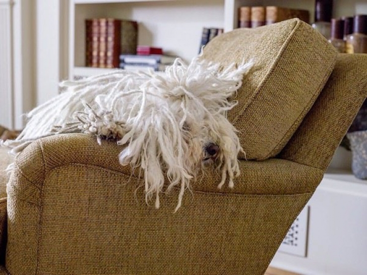 Illustration de l'article : Les 12 animaux stars du Web