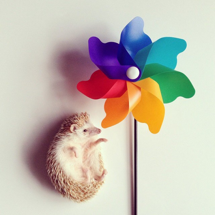 Illustration de l'article : Les 12 animaux stars du Web