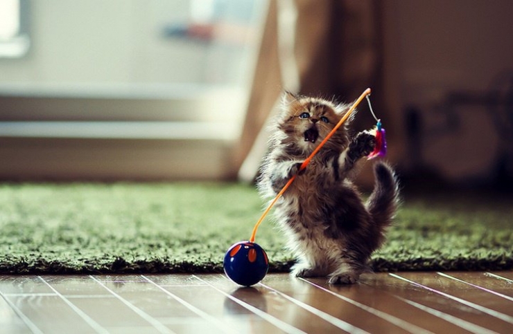 Illustration de l'article : Les 12 animaux stars du Web