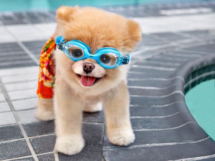 Illustration de l'article : Les 12 animaux stars du Web