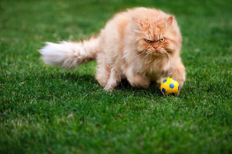 Illustration de l'article : Les 12 animaux stars du Web