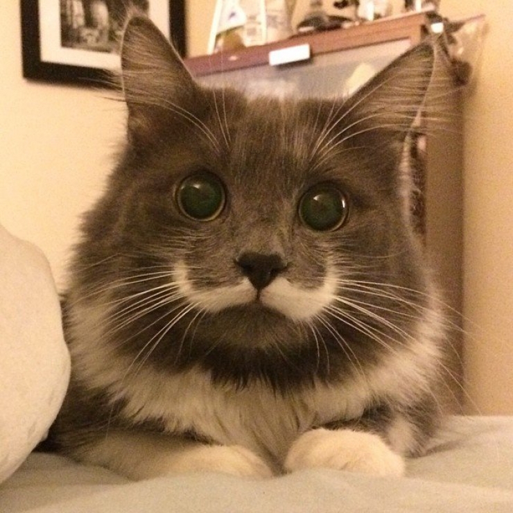 Illustration de l'article : Les 12 animaux stars du Web