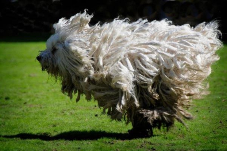 Illustration de l'article : Les 12 animaux stars du Web