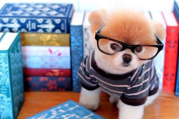 Illustration de l'article : Les 12 animaux stars du Web