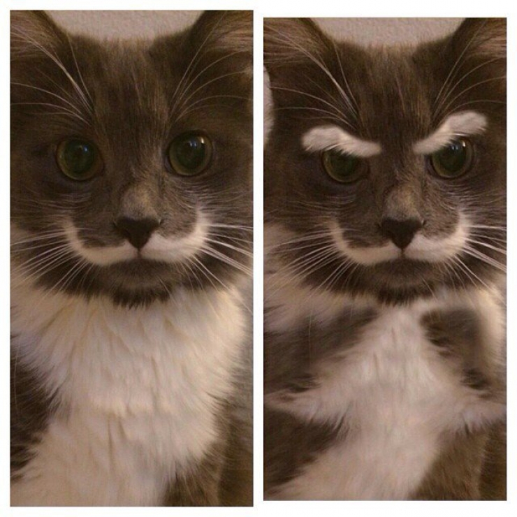 Illustration de l'article : Les 12 animaux stars du Web