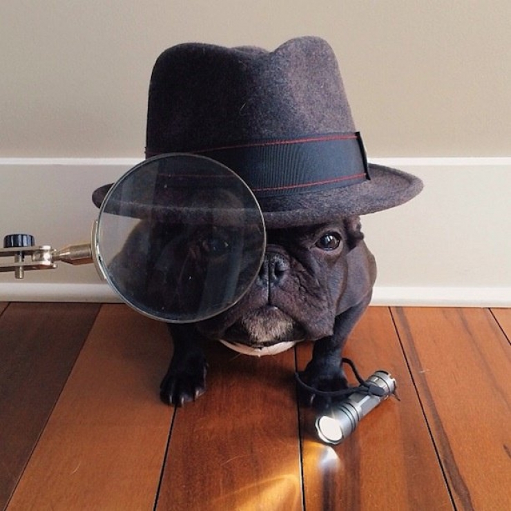 Illustration de l'article : Les 12 animaux stars du Web