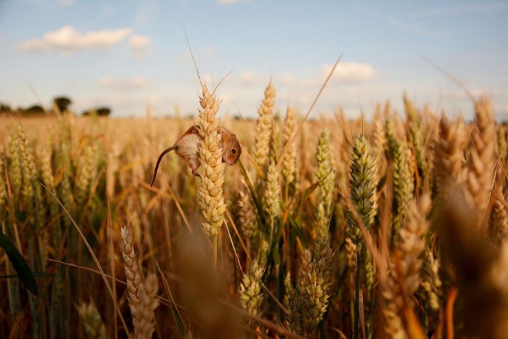 Illustration de l'article : Les souris comme vous ne les avez jamais vues à travers 22 superbes photos