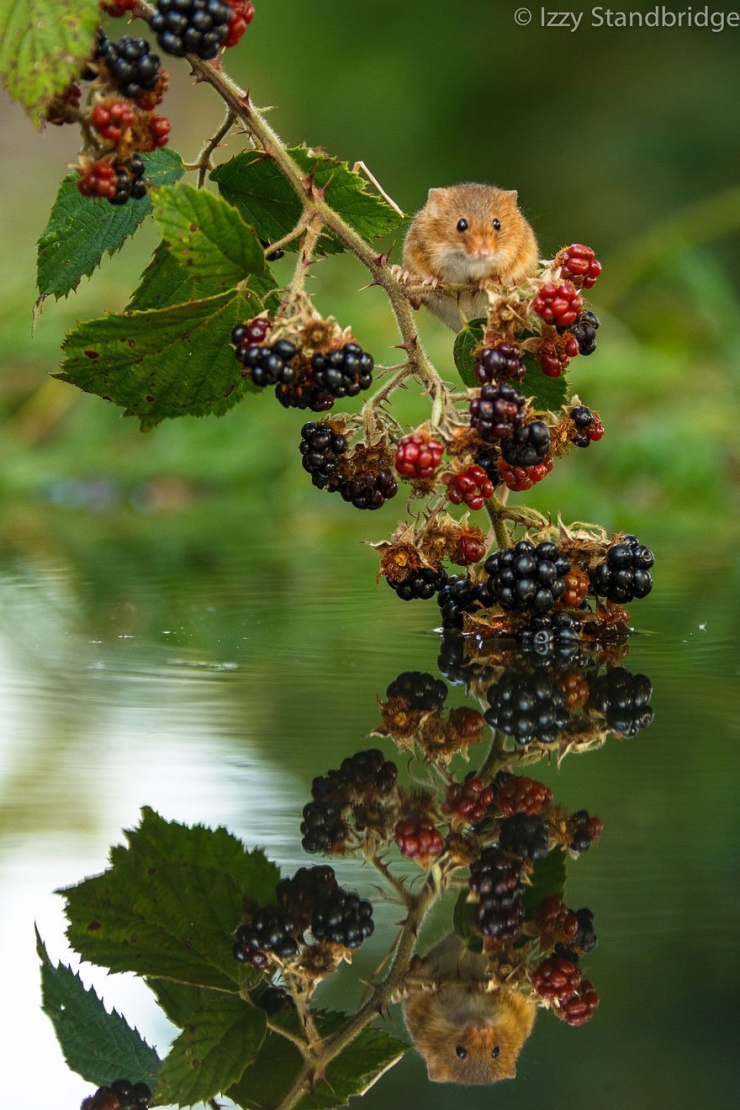 Illustration de l'article : Les souris comme vous ne les avez jamais vues à travers 22 superbes photos