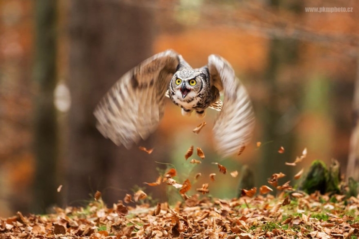 Illustration de l'article : L'automne et les animaux à travers 17 photos incroyables signées Edwin Kats!
