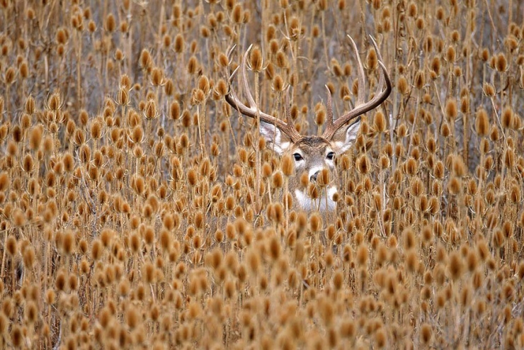 Illustration de l'article : L'automne et les animaux à travers 17 photos incroyables signées Edwin Kats!