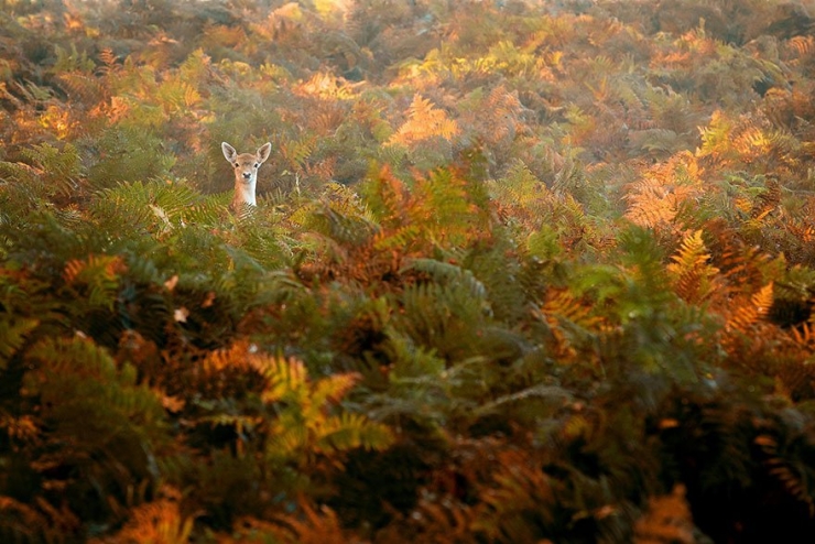 Illustration de l'article : L'automne et les animaux à travers 17 photos incroyables signées Edwin Kats!