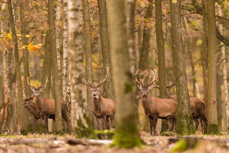 Illustration de l'article : L'automne et les animaux à travers 17 photos incroyables signées Edwin Kats!