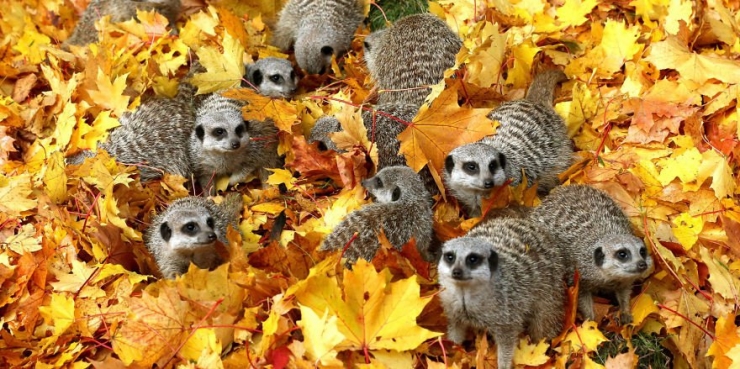 Illustration de l'article : L'automne et les animaux à travers 17 photos incroyables signées Edwin Kats!