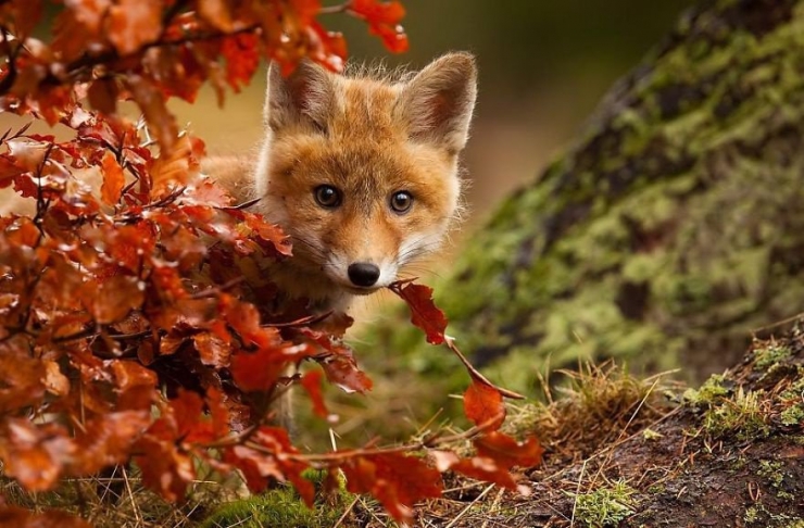 Illustration de l'article : L'automne et les animaux à travers 17 photos incroyables signées Edwin Kats!