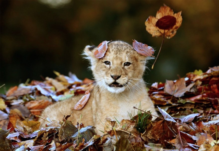 Illustration de l'article : L'automne et les animaux à travers 17 photos incroyables signées Edwin Kats!