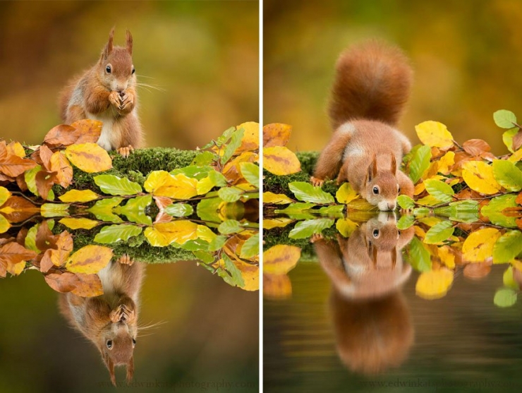 Illustration de l'article : L'automne et les animaux à travers 17 photos incroyables signées Edwin Kats!