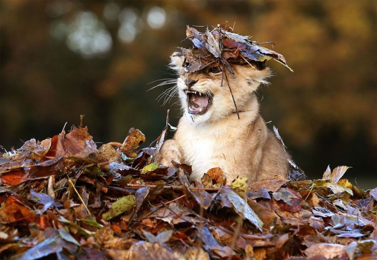 Illustration de l'article : L'automne et les animaux à travers 17 photos incroyables signées Edwin Kats!
