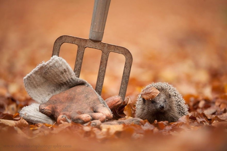 Illustration de l'article : L'automne et les animaux à travers 17 photos incroyables signées Edwin Kats!