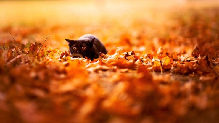 Illustration de l'article : L'automne et les animaux à travers 17 photos incroyables signées Edwin Kats!