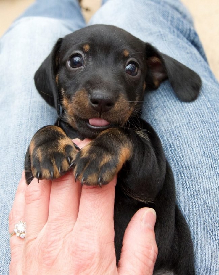 Illustration de l'article : Comment ne pas craquer face à ces 22 images d'adorables chiots