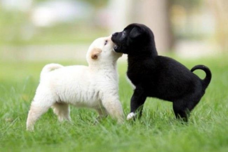 Illustration de l'article : Comment ne pas craquer face à ces 22 images d'adorables chiots