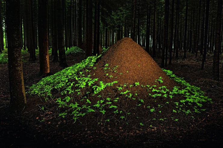 Illustration de l'article : 11 animaux experts en b&acirc;timent