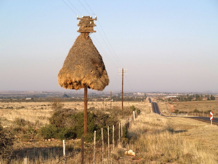 Illustration de l'article : 11 animaux experts en b&acirc;timent