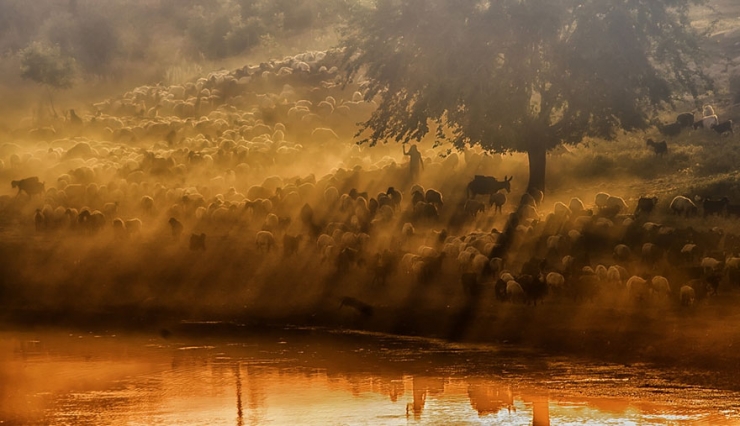 Illustration de l'article : 22 sublimes photos de troupeaux de moutons