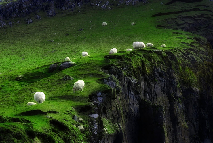 Illustration de l'article : 22 sublimes photos de troupeaux de moutons