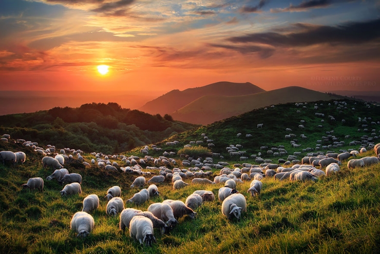 Illustration de l'article : 22 sublimes photos de troupeaux de moutons