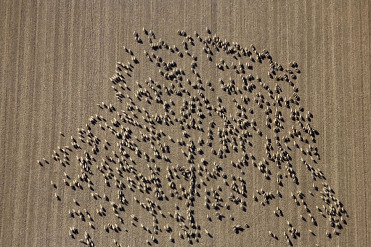 Illustration de l'article : 22 sublimes photos de troupeaux de moutons