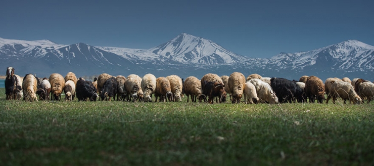 Illustration de l'article : 22 sublimes photos de troupeaux de moutons