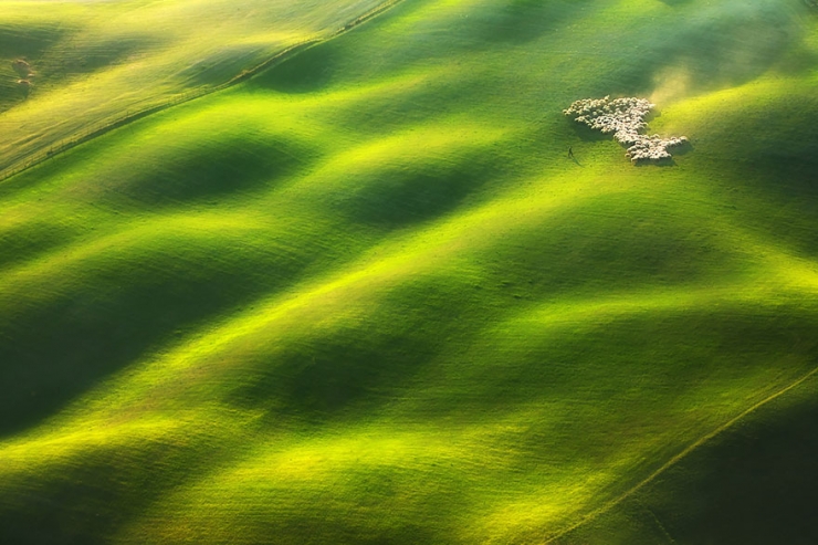 Illustration de l'article : 22 sublimes photos de troupeaux de moutons