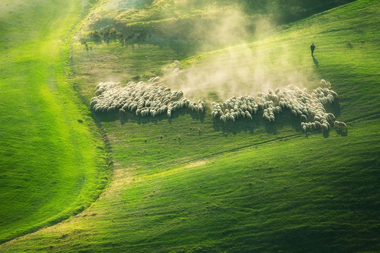 Illustration de l'article : 22 sublimes photos de troupeaux de moutons