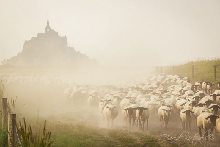 Illustration de l'article : 22 sublimes photos de troupeaux de moutons