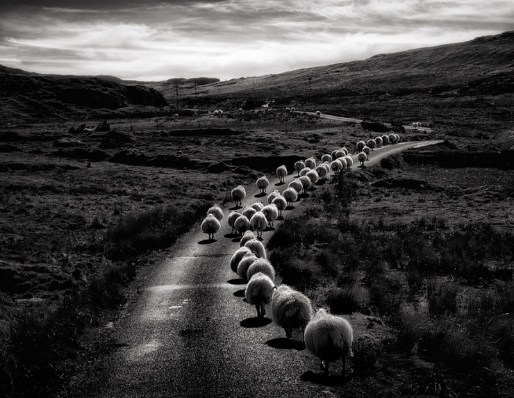 Illustration de l'article : 22 sublimes photos de troupeaux de moutons
