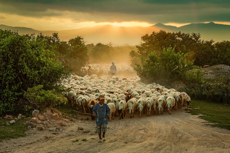 Illustration de l'article : 22 sublimes photos de troupeaux de moutons