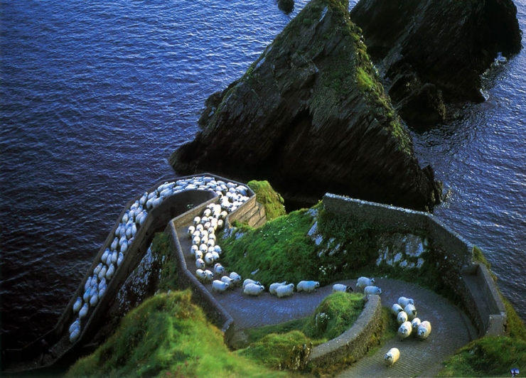 Illustration de l'article : 22 sublimes photos de troupeaux de moutons