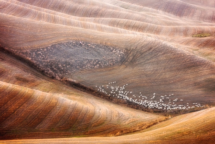 Illustration de l'article : 22 sublimes photos de troupeaux de moutons