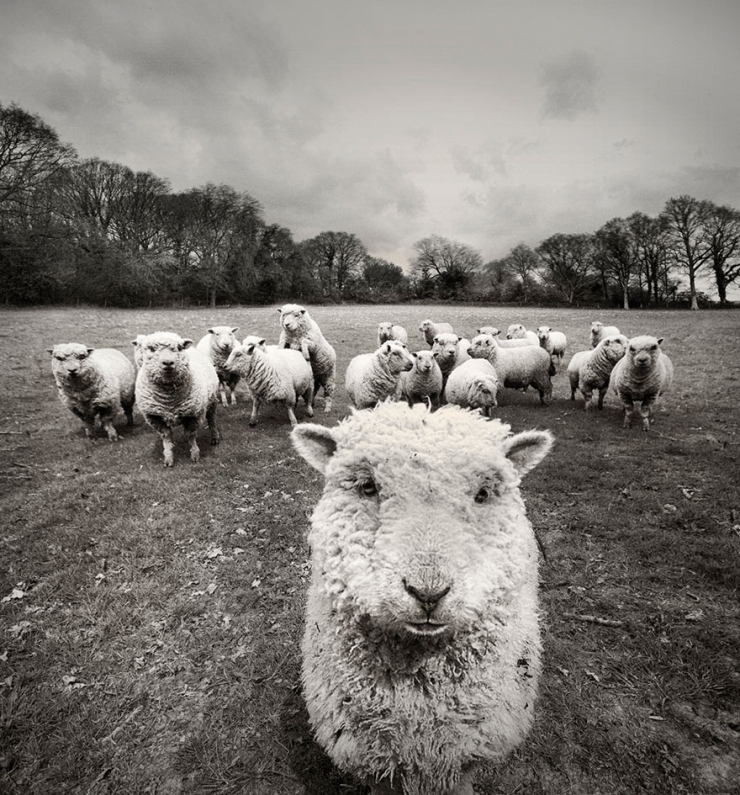 Illustration de l'article : 22 sublimes photos de troupeaux de moutons