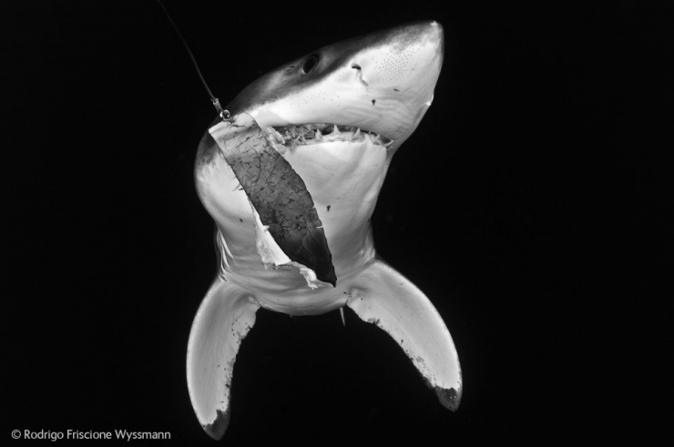 Illustration de l'article : Wildlife Photographer of the Year : les 10 photos les plus saisissantes de l'édition 2014