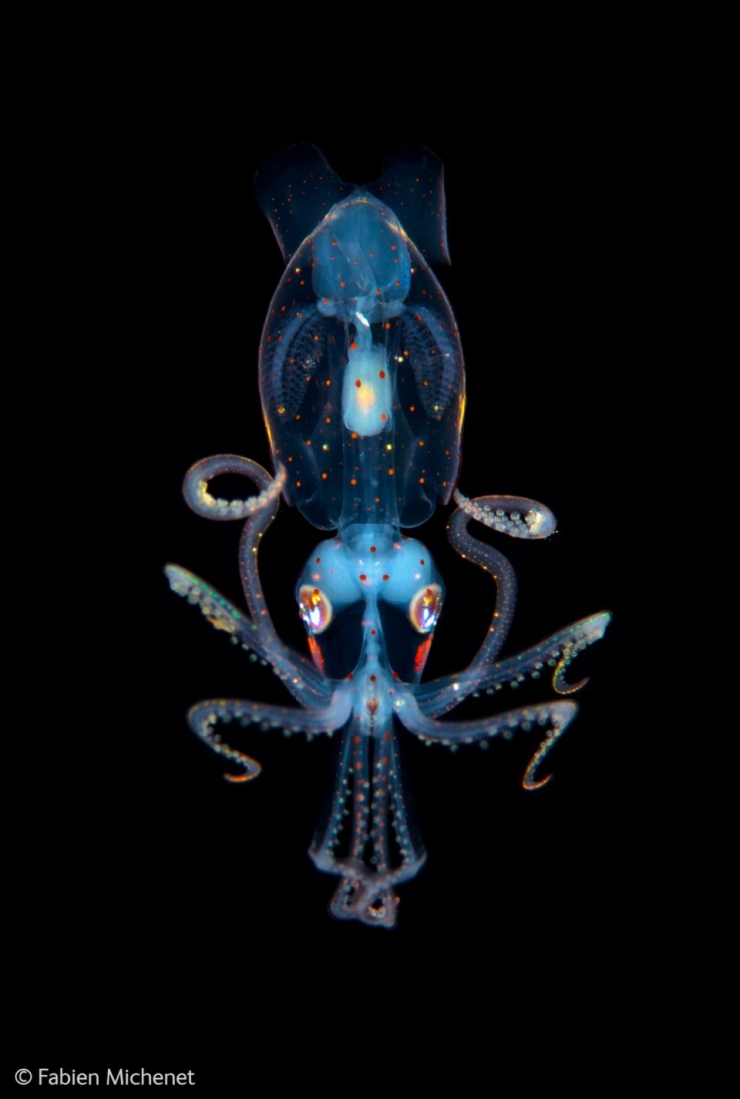 Illustration de l'article : Wildlife Photographer of the Year : les 10 photos les plus saisissantes de l'édition 2014