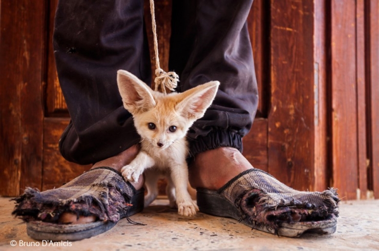 Illustration de l'article : Wildlife Photographer of the Year : les 10 photos les plus saisissantes de l'édition 2014