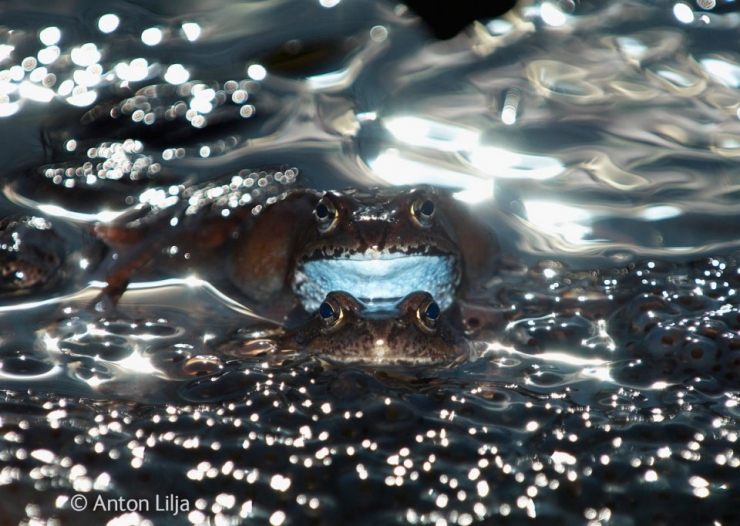 Illustration de l'article : Wildlife Photographer of the Year : les 10 photos les plus saisissantes de l'édition 2014